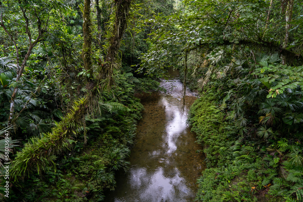 Obraz premium Forest, roads and nature of the Ecuadorian jungle