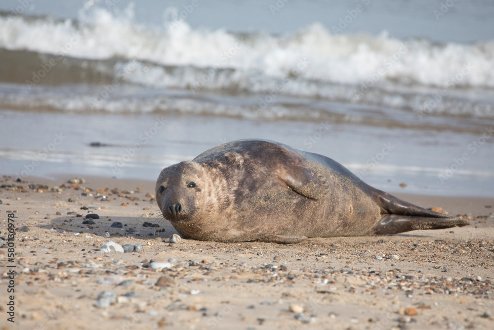 Fototapeta premium Grey Seal at Hosey Gap, Norfolk