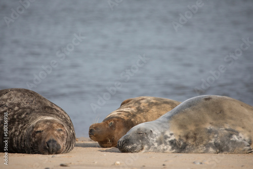 Fotografia Grey Seal at Hosey Gap, Norfolk