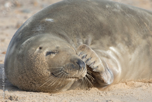 Stampa su tela Grey Seal at Hosey Gap, Norfolk
