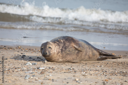 Grey Seal at Hosey Gap, Norfolk © A Linscott
