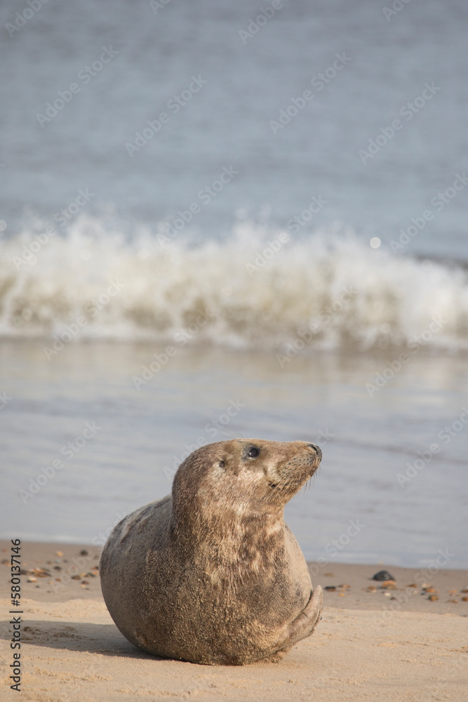 Fototapeta premium Grey Seal at Hosey Gap, Norfolk