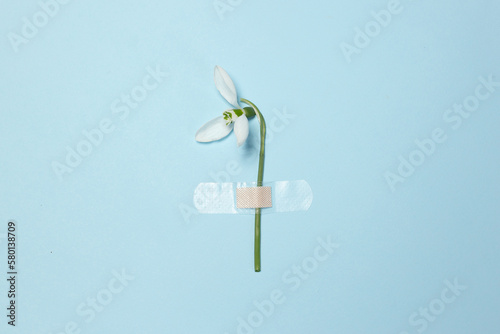 Snowdrop on a blue background and a band-aid