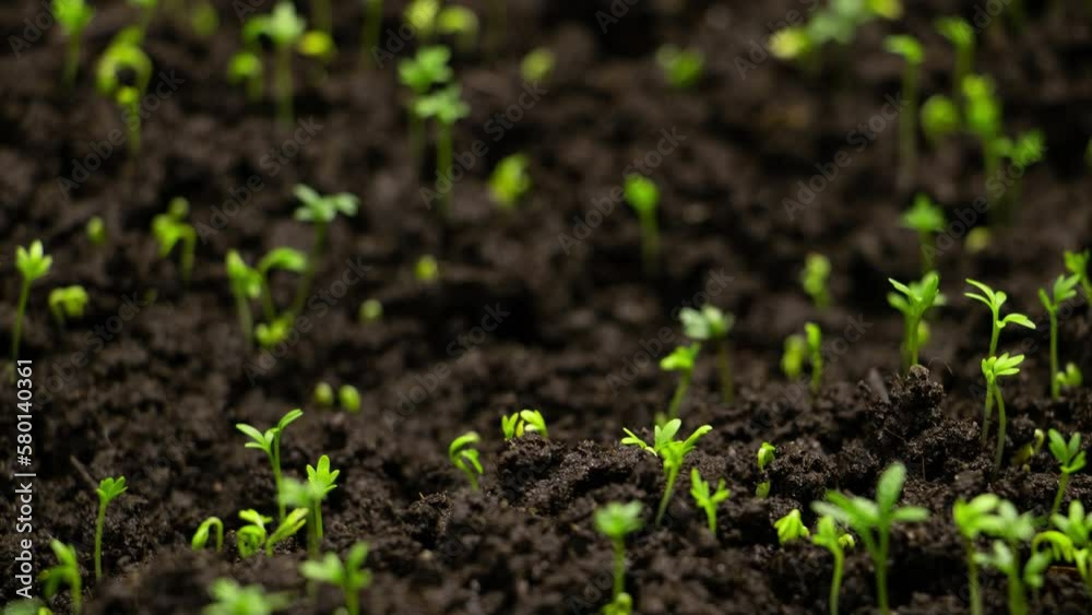 Agriculture Growing Plants Time Lapse Spring Green Sprout Germination Seed Epic Summer Inspiration Life Young Sprout Soil Cress Salad Organic Food Garden Greenhouse Vegetable