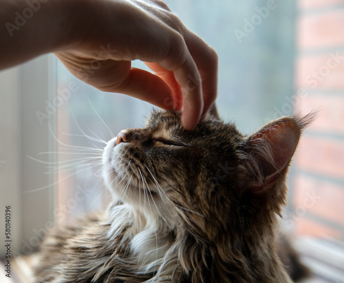 The owner caresses a cute Maine Coon cat. Pet care.