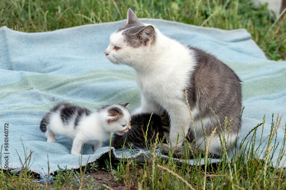 A mother cat feeds small kittens in the garden on a blanket A mother cat feeds small kittens in the garden on a blanket
