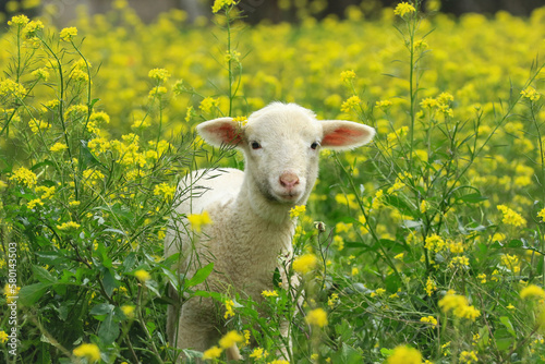 Lamm in gelber Blumenwiese