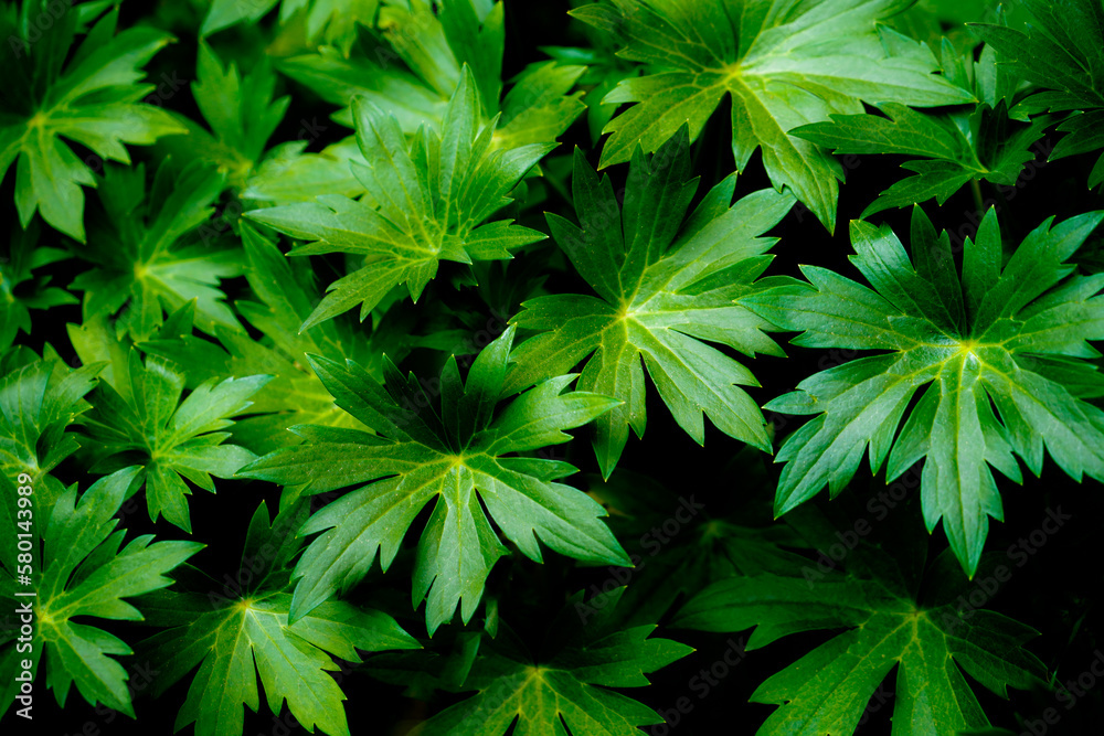 Leaves of delphinium elatum with dark background Leaves of delphinium elatum with dark background