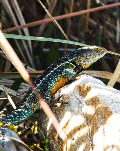 Stenocercus lache Lizard photo