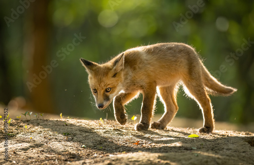 Cute young red fox in the forest ( Vulpes vulpes )