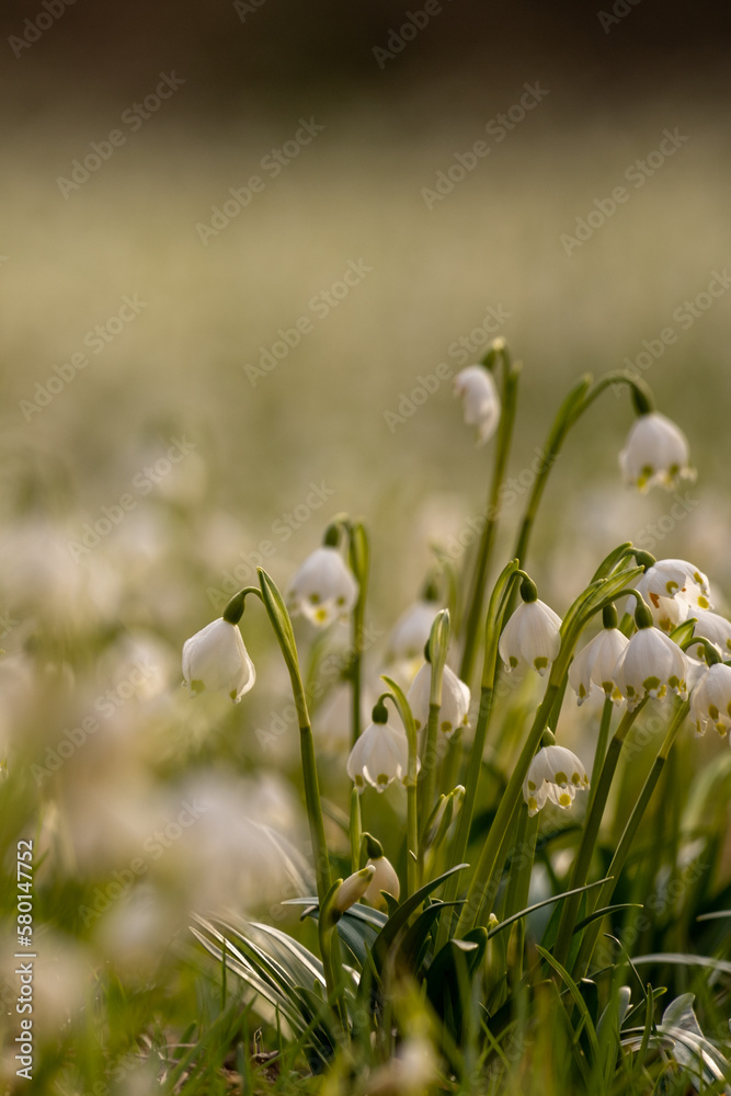 Spring Snowflake (Leucojum vernum) is a flowering plant in the spring forest. Beautiful carpet of flowering spring snowflake. Spring Snowflake (Leucojum vernum) is a flowering plant in the spring forest. Beautiful carpet of flowering spring snowflake.