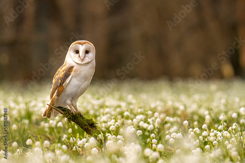 The barn owl (Tyto alba) is the most widely distributed species of owl in the world. Spring Snowflake (Leucojum vernum) is a flowering plant in the spring forest.