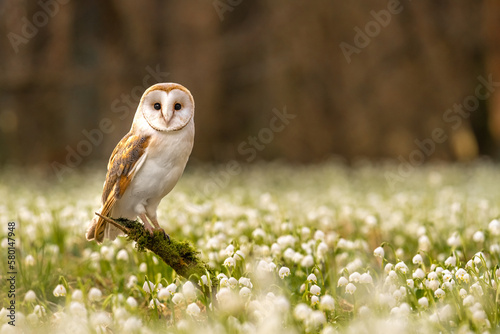 Fototapeta Naklejka Na Ścianę i Meble -  The barn owl (Tyto alba) is the most widely distributed species of owl in the world. Spring Snowflake (Leucojum vernum) is a flowering plant in the spring forest.