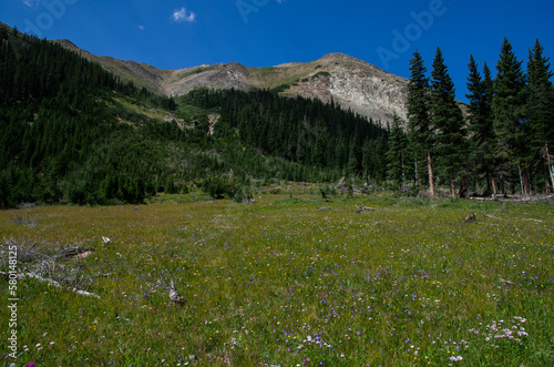 Wild flower meadow in the Rockies