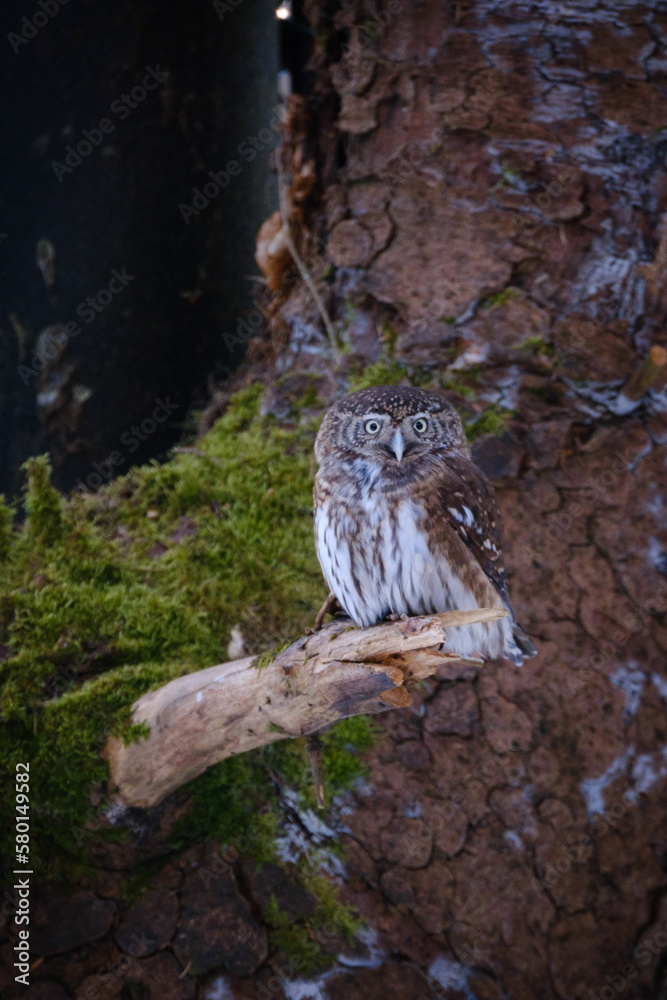 eurasian pygmy owl in the forest in germany eurasian pygmy owl in the forest in germany