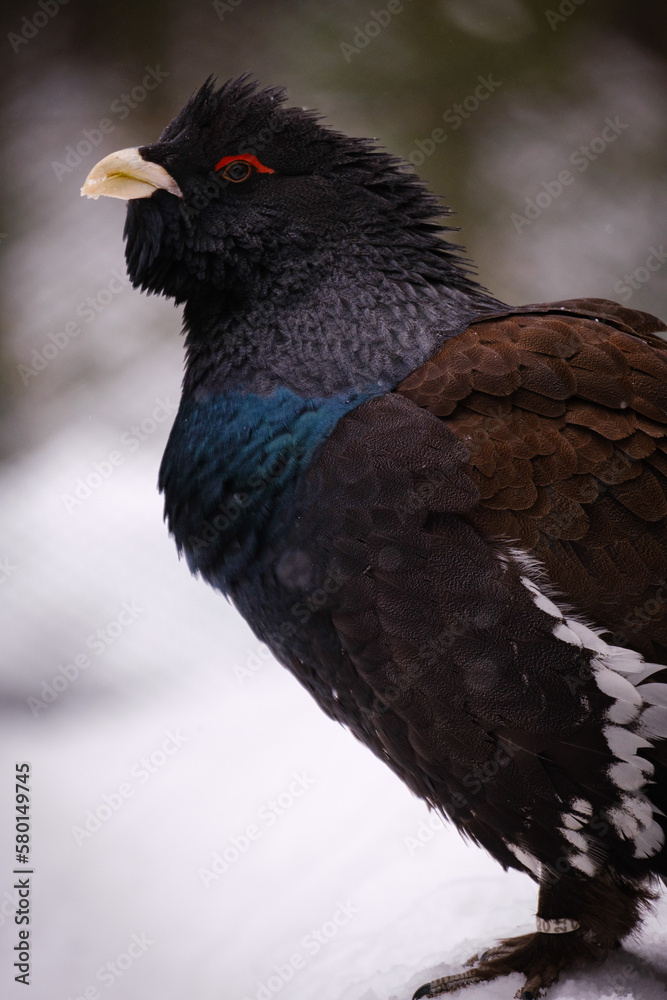 Fototapeta premium eurasian capercaillie bird portrait in germany