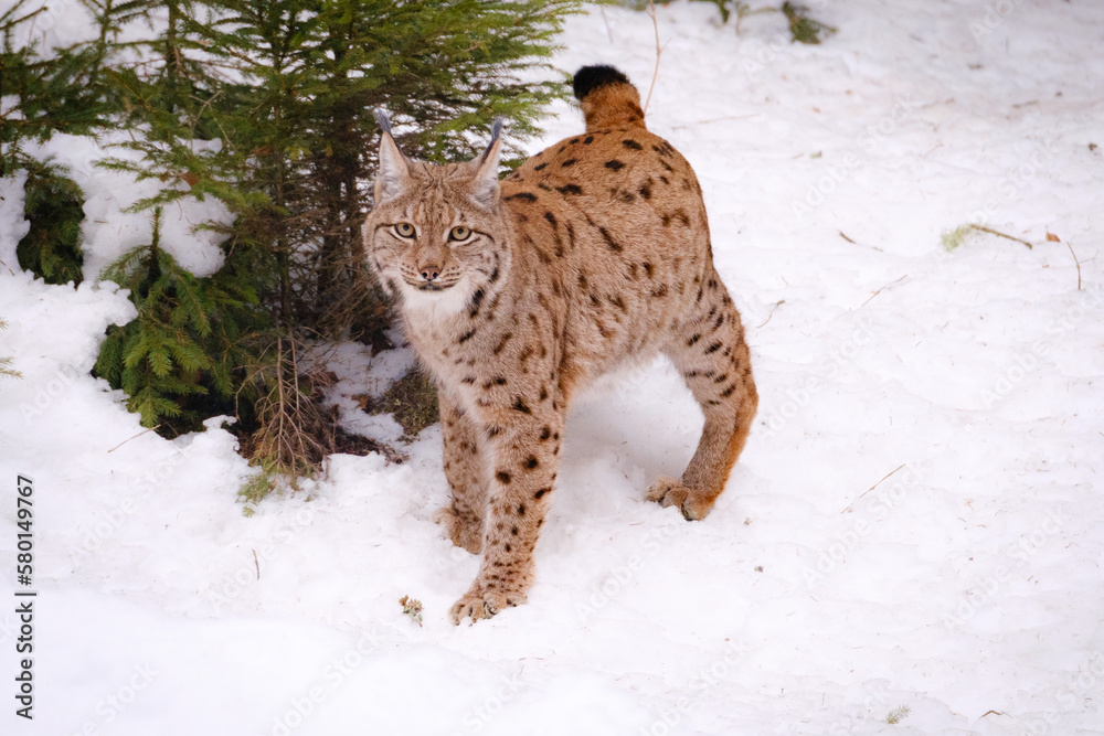 male lynx in the run