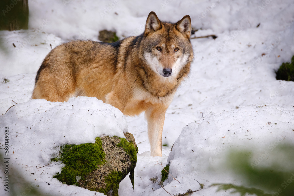 Fototapeta premium wolf in Srni run in Czech Republic