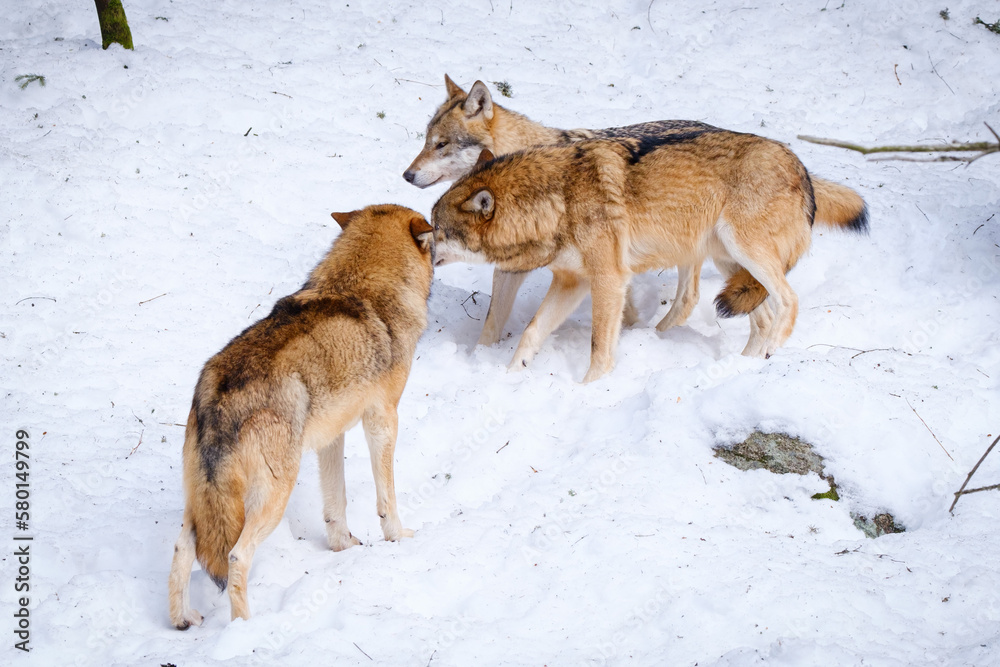 pack of wolfs in Srni run in Czech Republic