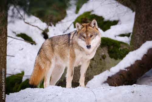 wolf in Srni run in Czech Republic photo
