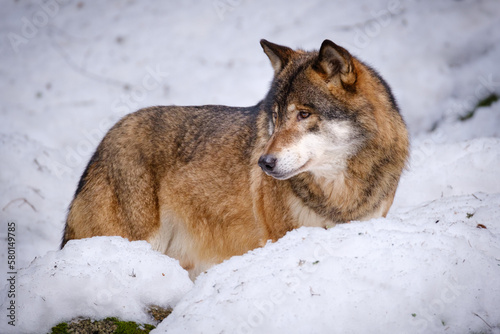 wolf in Srni run in Czech Republic © Jim Barris