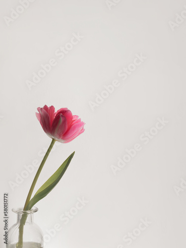 Minimalist spring background with pink tulip in a vase  copy space