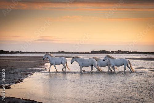 White horses in the delta of Camargue