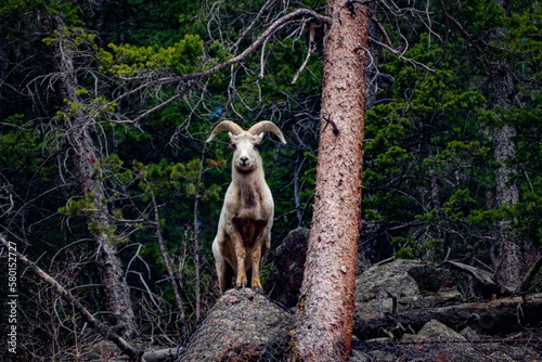 Big Horn Sheep near Georgetown, Colorado