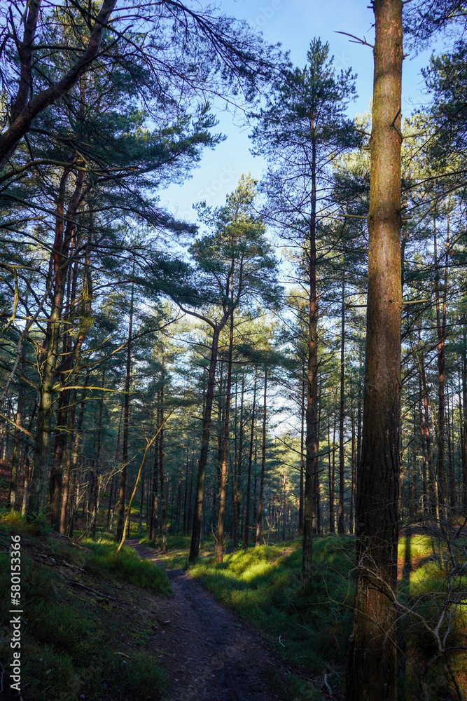 Fototapeta premium Footpath between tall pine trees