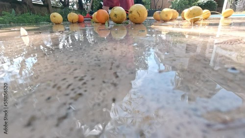 Orchard cleaning. Fruit recycling. Oranges and lemons are rubbish. Clearing debris and fallen fruit after a strong wind. Shooting a broom from the first person. Effects of a hurricane