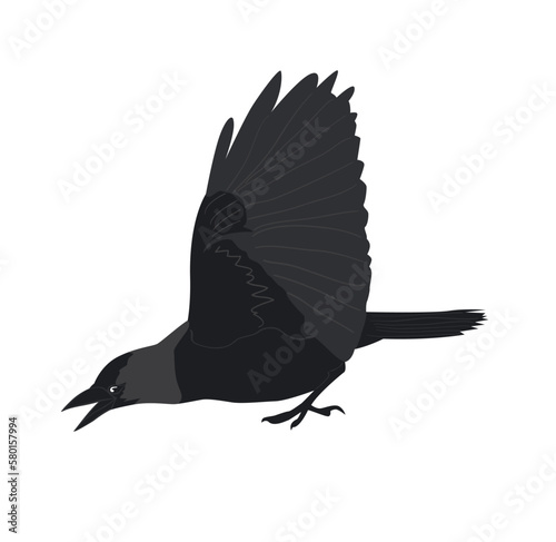 Attack jackdaw with raised wings