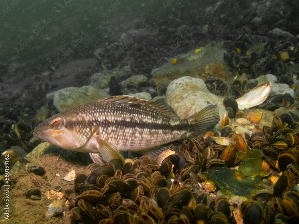 Black Sea Bass Black Sea Bass