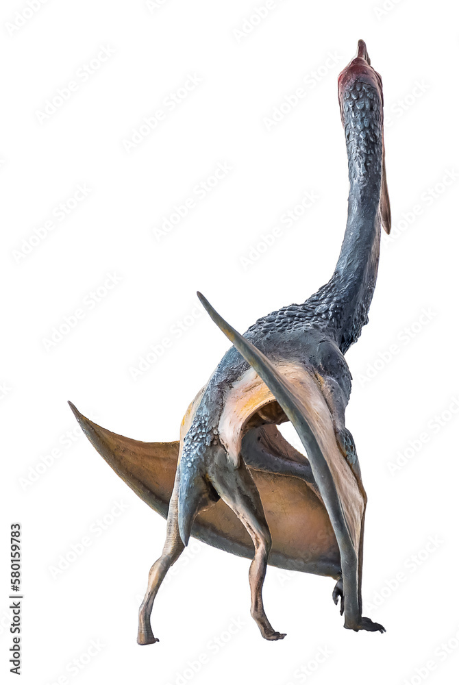 The Pterosaur , dinosaur on isolated background The Pterosaur , dinosaur on isolated background