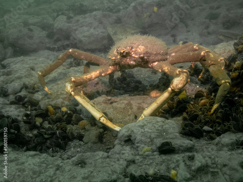 Bild auf Leinwand Portly Spider Crab