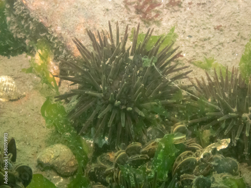Purple Spined Sea Urchin