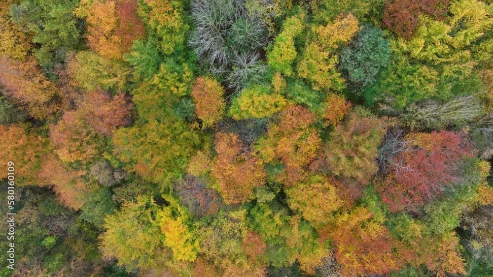 Beech forest in autumn in the surroundings of Peña el Moro. Aerial view from a drone. Armañon Natural Park. Valley of Carranza. Biscay. Basque Country. Spain. Europe Beech forest in autumn in the surroundings of Peña el Moro. Aerial view from a drone. Armañon Natural Park. Valley of Carranza. Biscay. Basque Country. Spain. Europe
