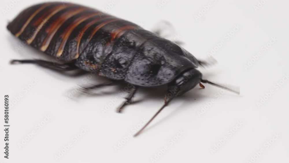 a large hissing Madagascar cockroach on a white surface. a large hissing Madagascar cockroach on a white surface.