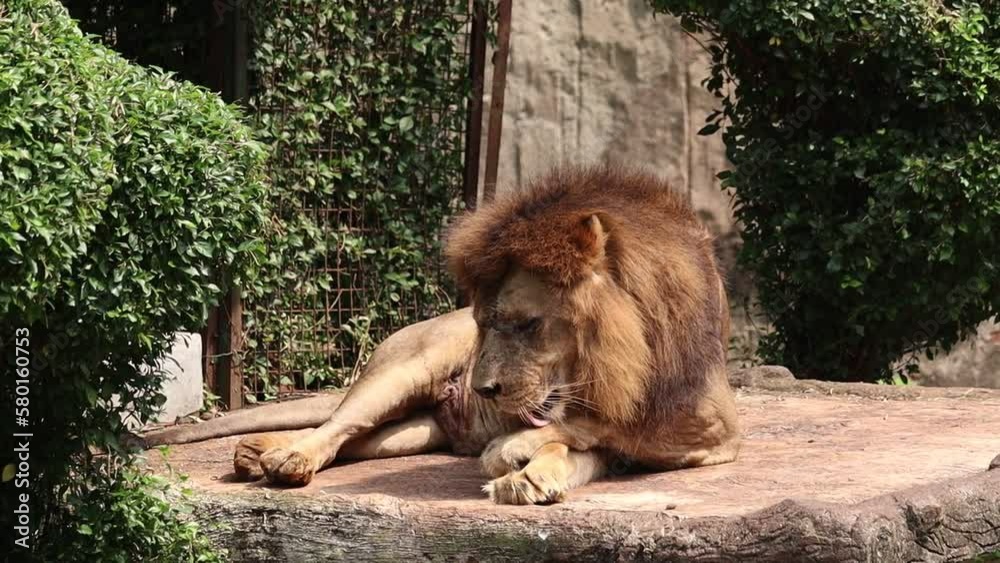 FAUVES d'Afrique Alain Pons アフリカ野生猫科　写真集 FAUVES d´Afrique Alain Pons アフリカ野生猫科 写真集
