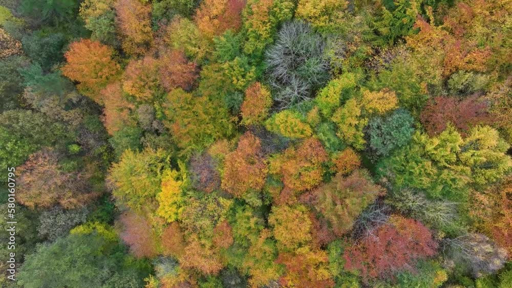 Beech forest in autumn in the surroundings of Peña el Moro. Aerial view from a drone. Armañon Natural Park. Valley of Carranza. Biscay. Basque Country. Spain. Europe Beech forest in autumn in the surroundings of Peña el Moro. Aerial view from a drone. Armañon Natural Park. Valley of Carranza. Biscay. Basque Country. Spain. Europe