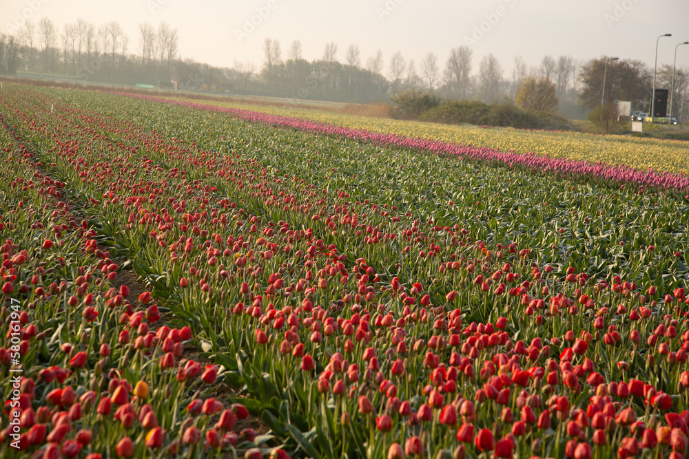 Colourful Bulbfields in spring 