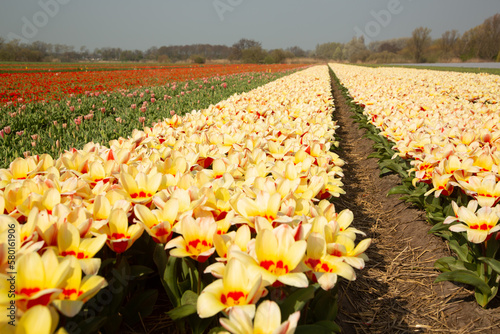 Colourful Bulbfields in spring  photo