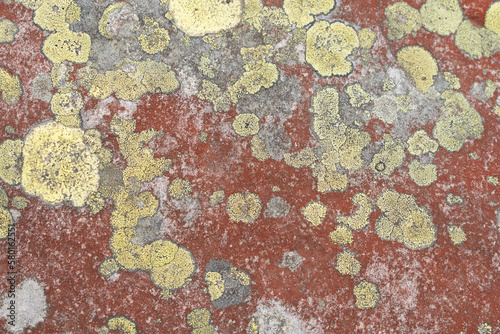 Red stone covered with yellow lichen. Lichens in the form of plates. Interesting background ortexture