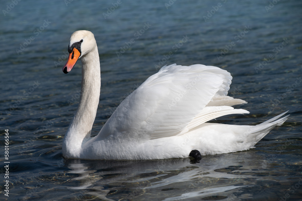 Obraz premium A white mute swan swims on a calm body of water. The water is blue. The swan has slightly raised its wings.
