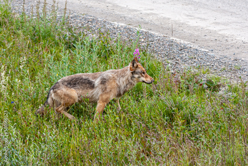 Denali Park, Alaska, USA - July 25, 2011: Closeup of brown wolf appearing out of green weeds on side of road. photo