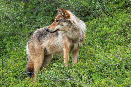 Denali Park  Alaska  USA - July 25  2011   brown wolf closeup as it looks backwards  standing in green underbrush of forest