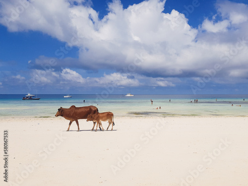 two cows stand on the beach and look at the sea against the background of clouds