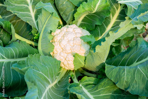 Cauliflower alone, close-up, growing in a greenhouse. Growing fresh vegetables.