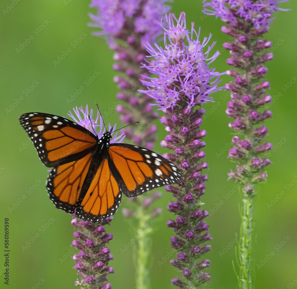 monarch butterfly on flower monarch butterfly on flower