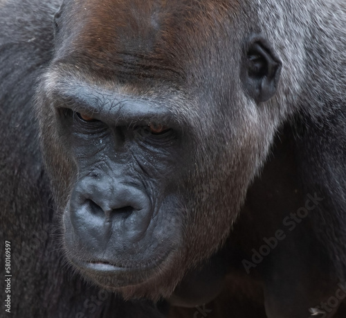 Gorilla portrait © Anthony Persechini