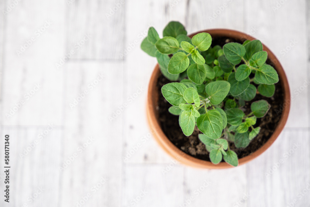 Looking down shot of Oregano houseplant in terracotta pot, set to the right, on hardwood floor Looking down shot of Oregano houseplant in terracotta pot, set to the right, on hardwood floor